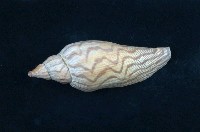 藏品(閃電渦螺)的圖片